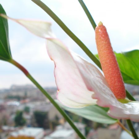 Anthurium